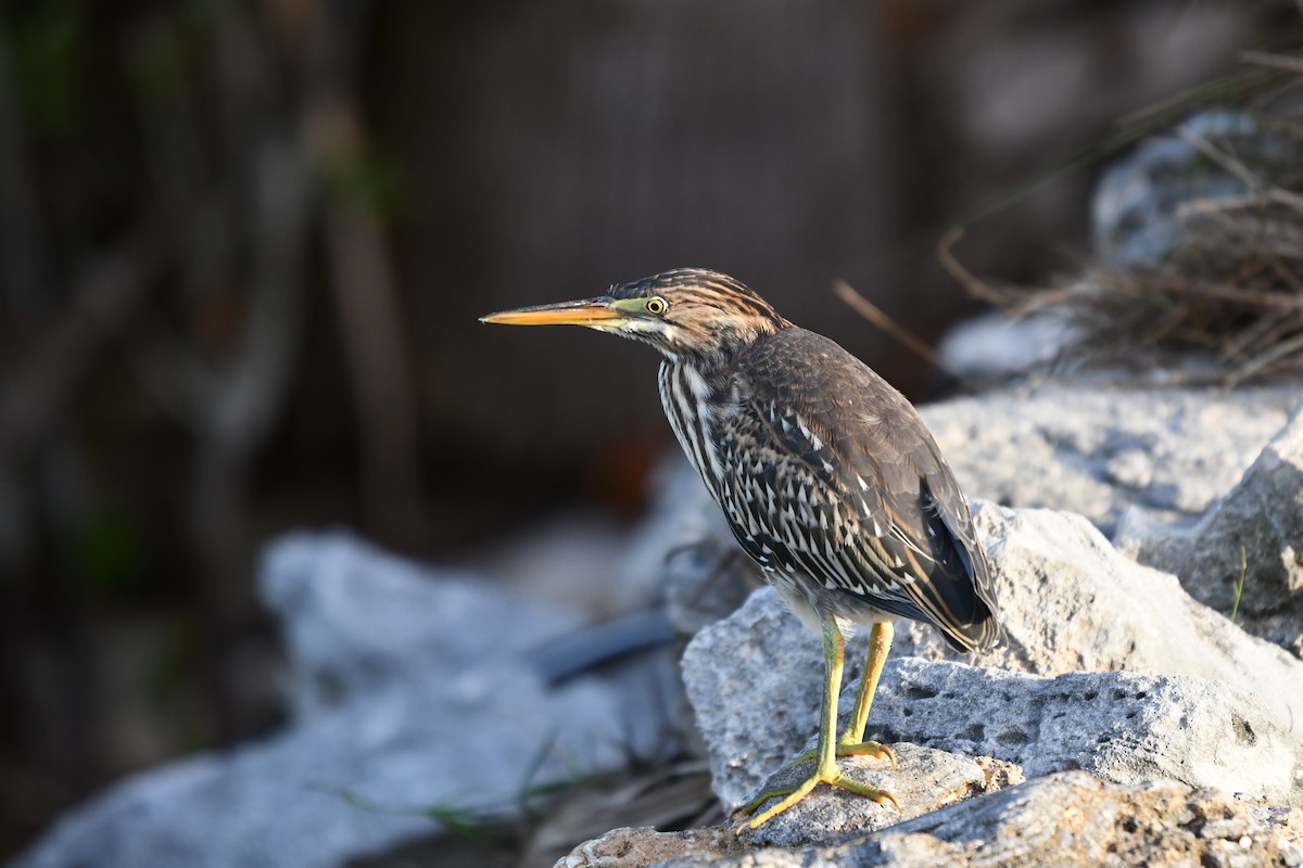 Green Heron - ML621495666