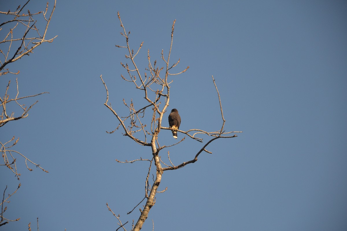 Harris's Hawk - ML621495676