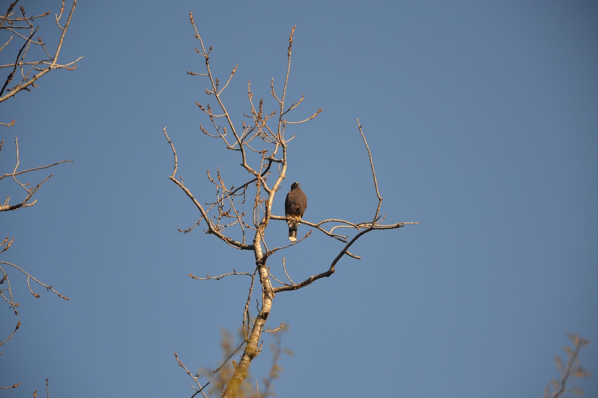 Harris's Hawk - ML621495683