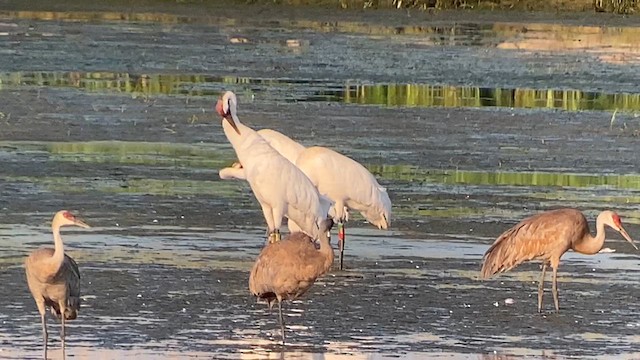 Whooping Crane - ML621495685