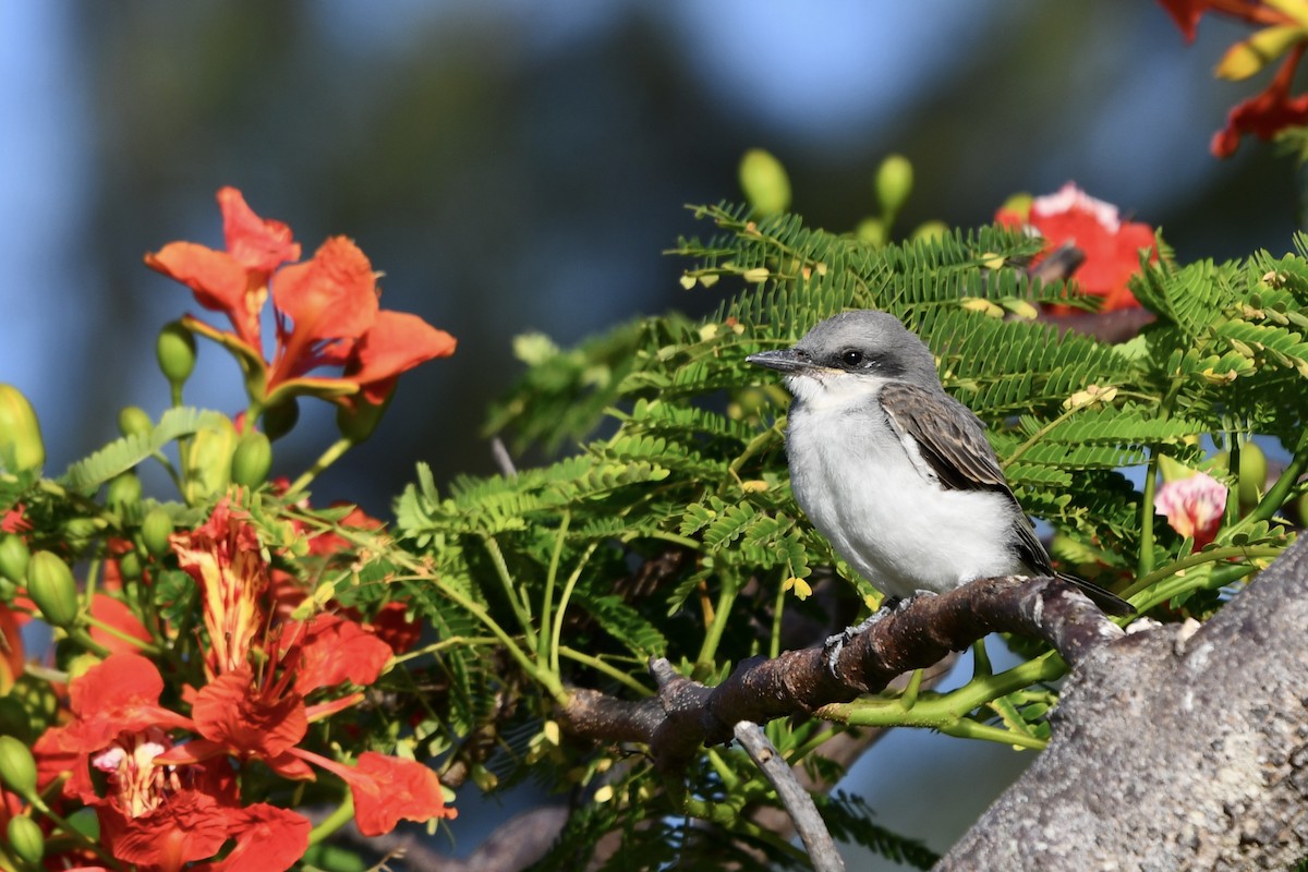 Gray Kingbird - ML621495688