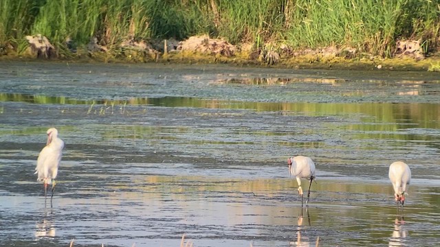 Whooping Crane - ML621495689