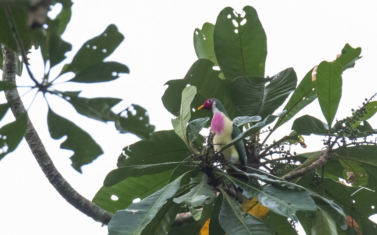 Jambu Fruit-Dove - ML621495716