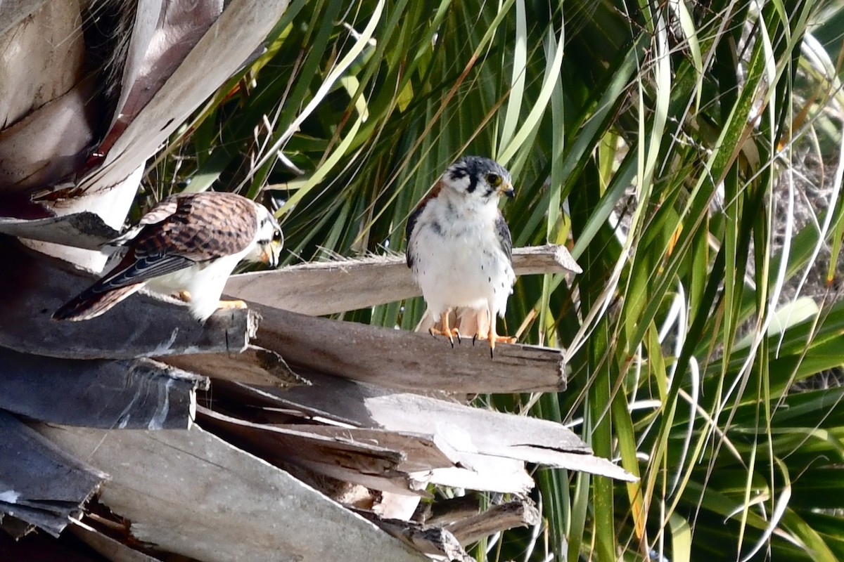 American Kestrel - ML621495727