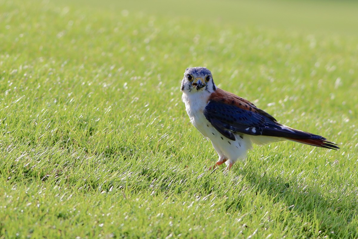 American Kestrel - ML621495728