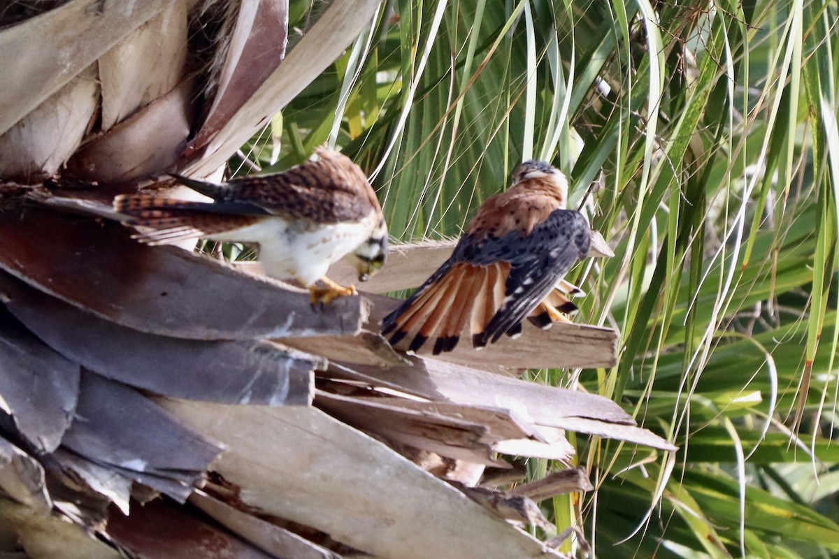 American Kestrel - ML621495729
