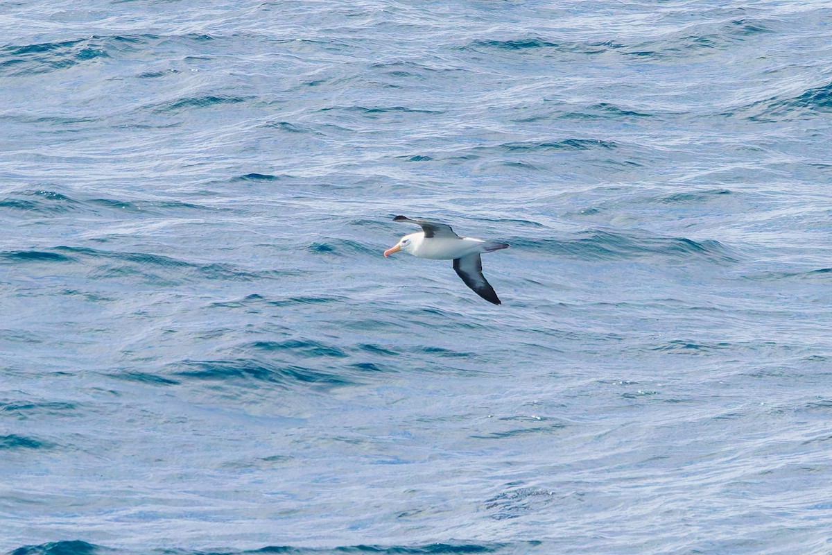 Black-browed Albatross - ML621495766