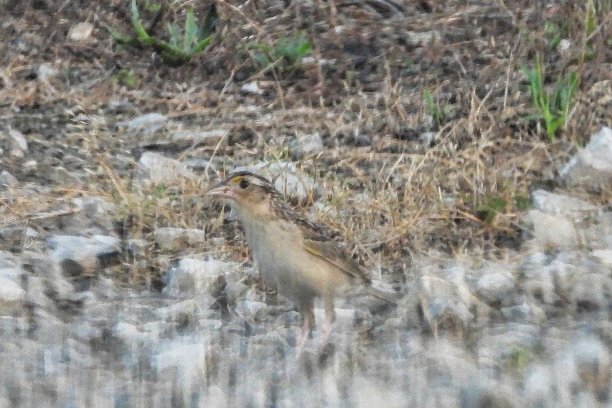 eBird Checklist - 14 Jul 2024 - River Ridge Commerce Center - 28 species