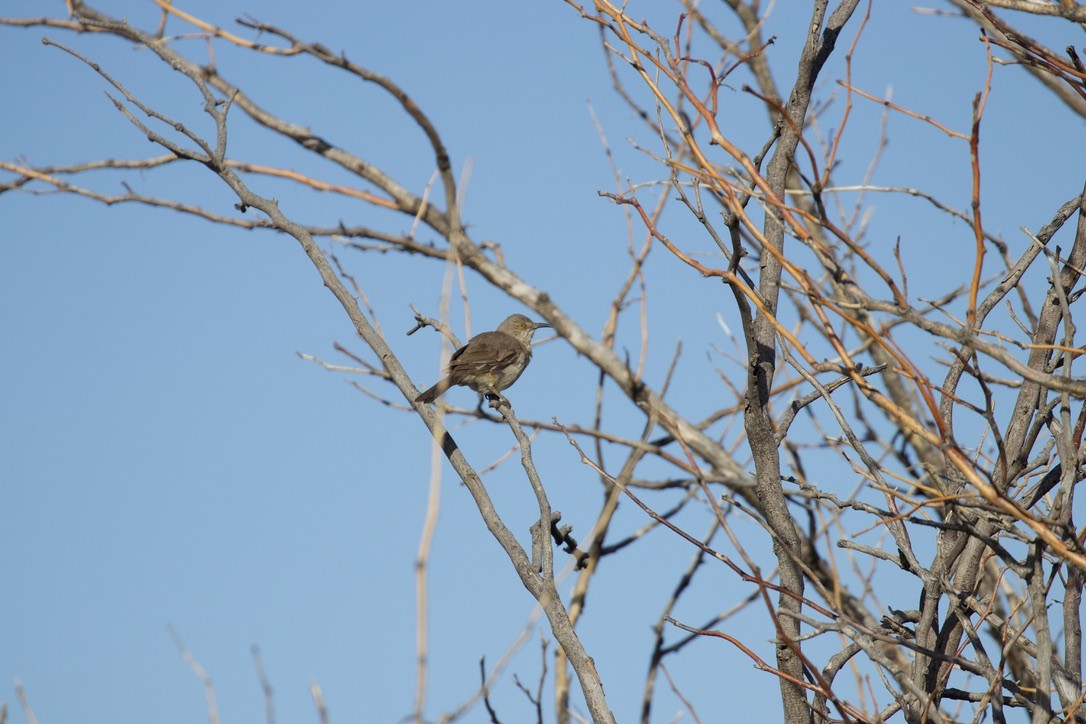 Curve-billed Thrasher - ML621495827