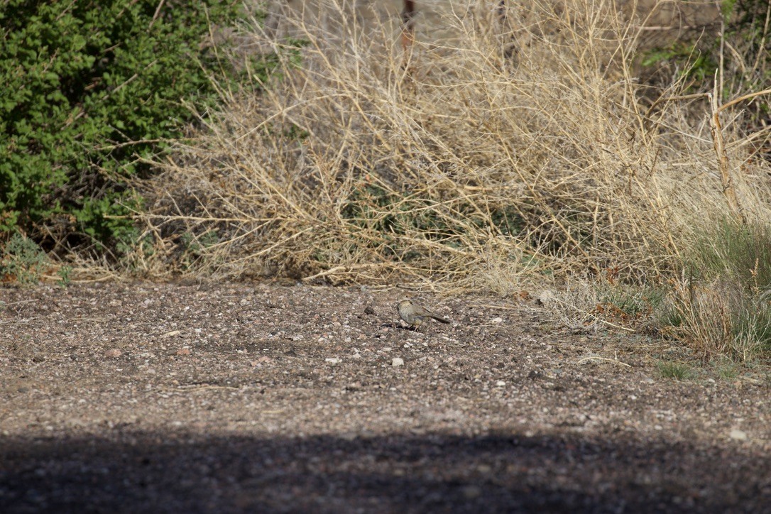 Canyon Towhee - ML621495834