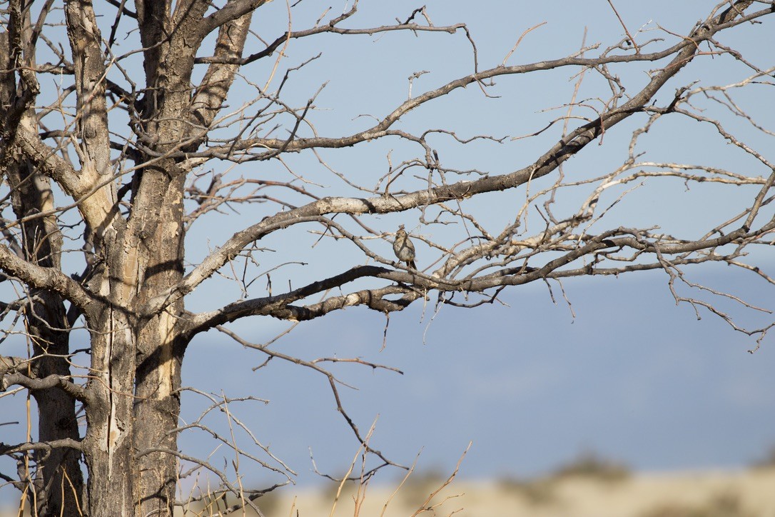 Canyon Towhee - ML621495838