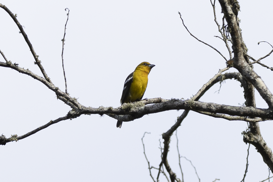White-winged Tanager - ML621495957