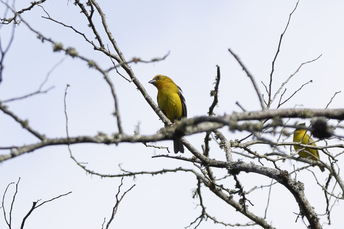 White-winged Tanager - ML621495958