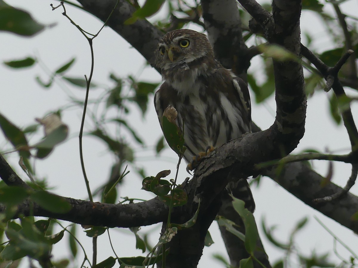 Ferruginous Pygmy-Owl - ML621495983