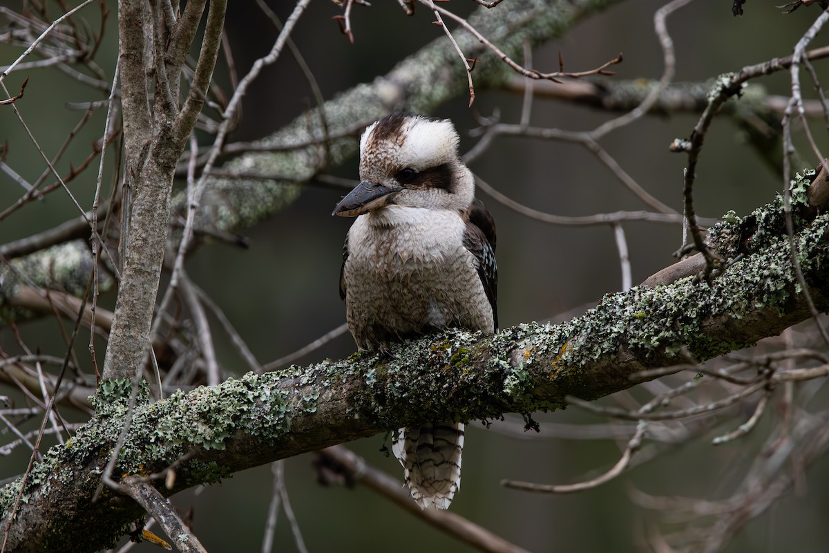 Laughing Kookaburra - Ian Becker