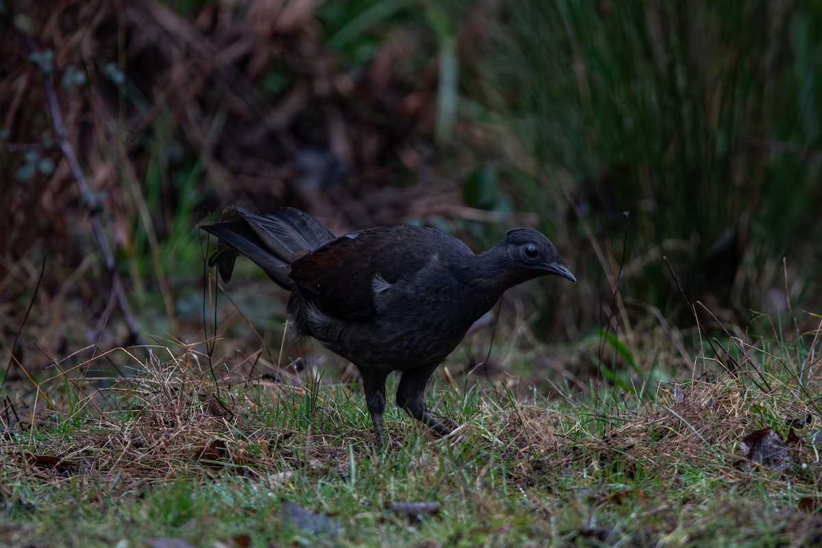 Superb Lyrebird - ML621496037