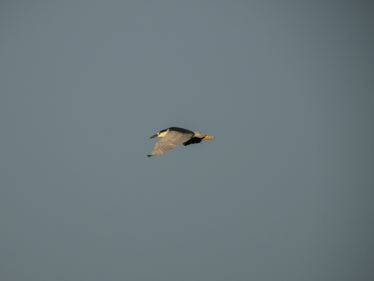 Black-crowned Night Heron - ML621496084