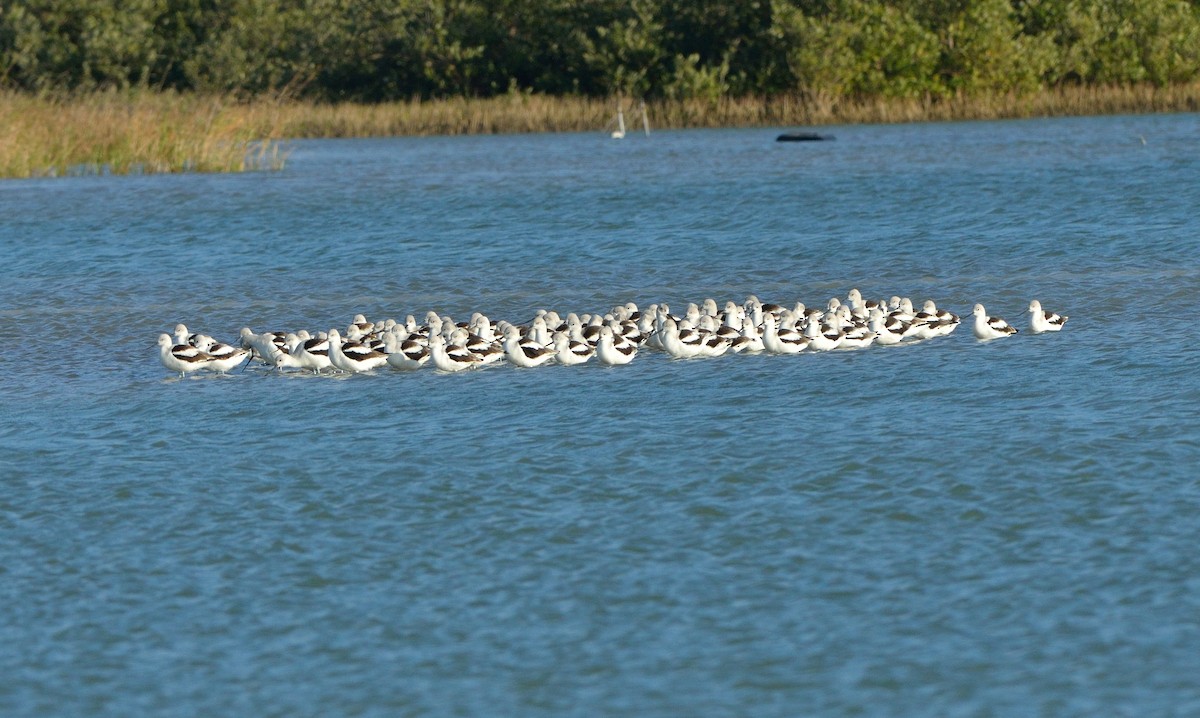 Avoceta Americana - ML621496107