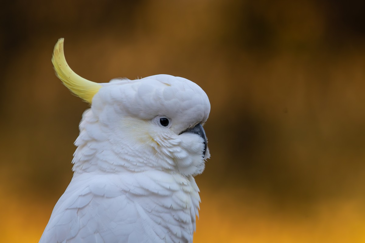 Sulphur-crested Cockatoo - ML621496216