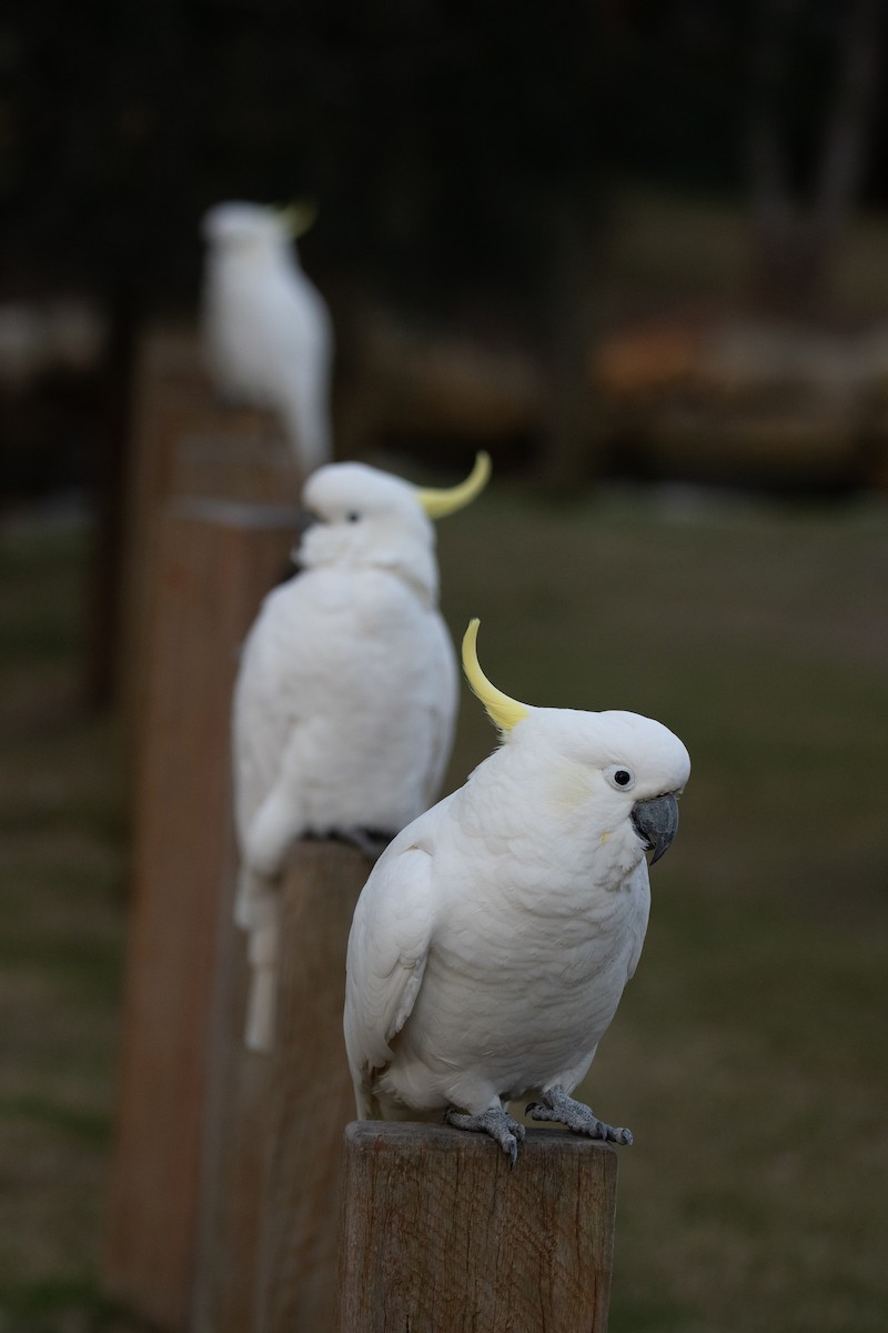 Sulphur-crested Cockatoo - ML621496217