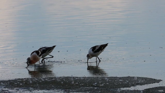 American Avocet - ML621496329