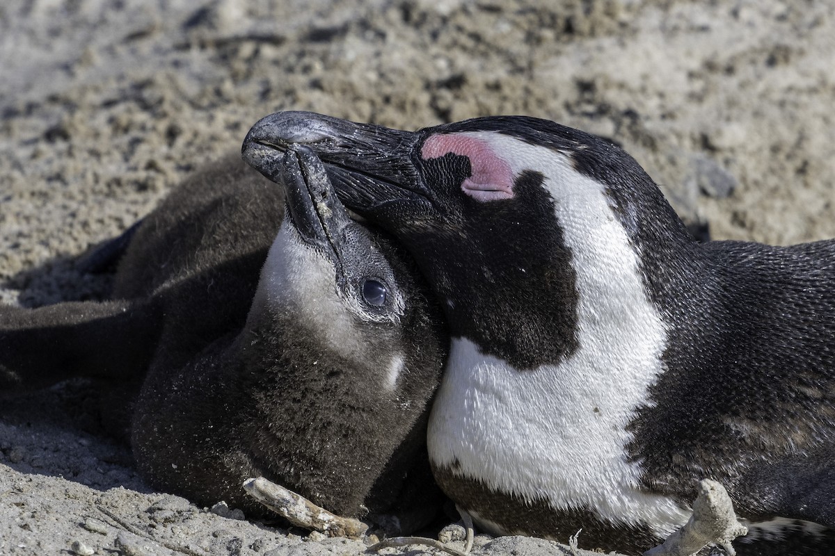 Pingüino de El Cabo - ML621496352