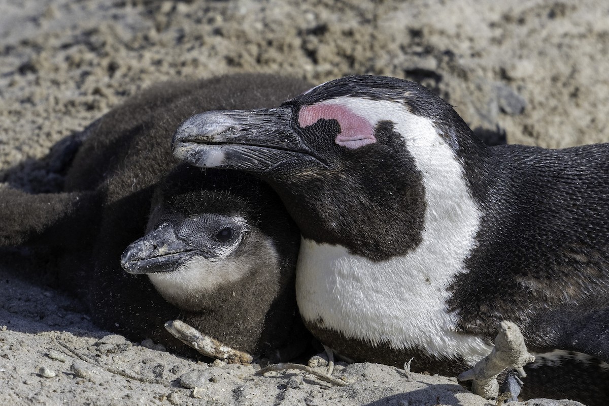 Pingüino de El Cabo - ML621496358