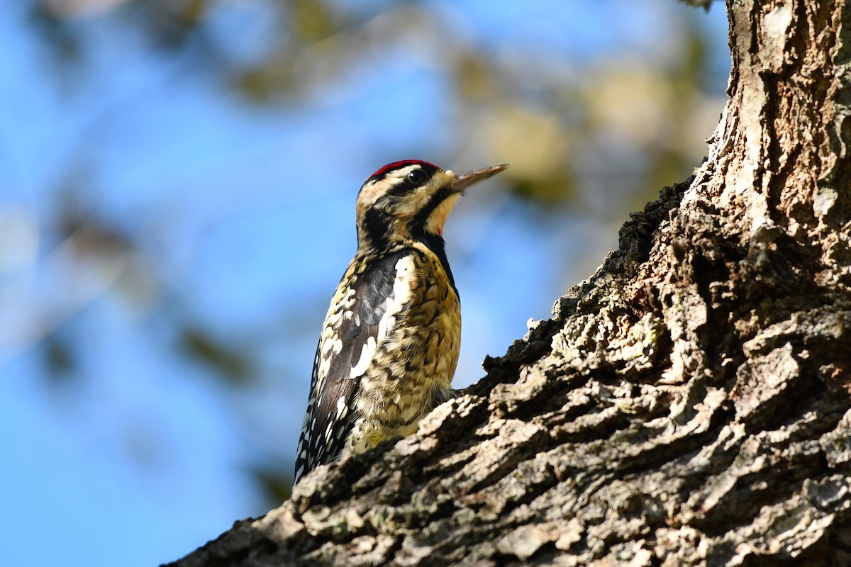 Yellow-bellied Sapsucker - ML621496414