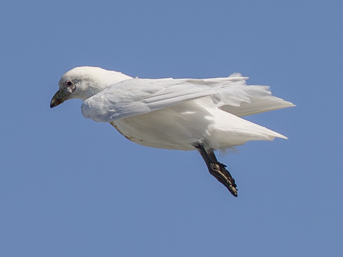 Snowy Sheathbill - ML621496550