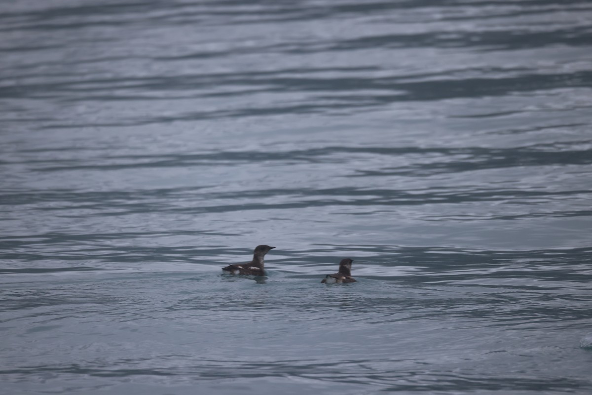 Kittlitz's Murrelet - ML621496555