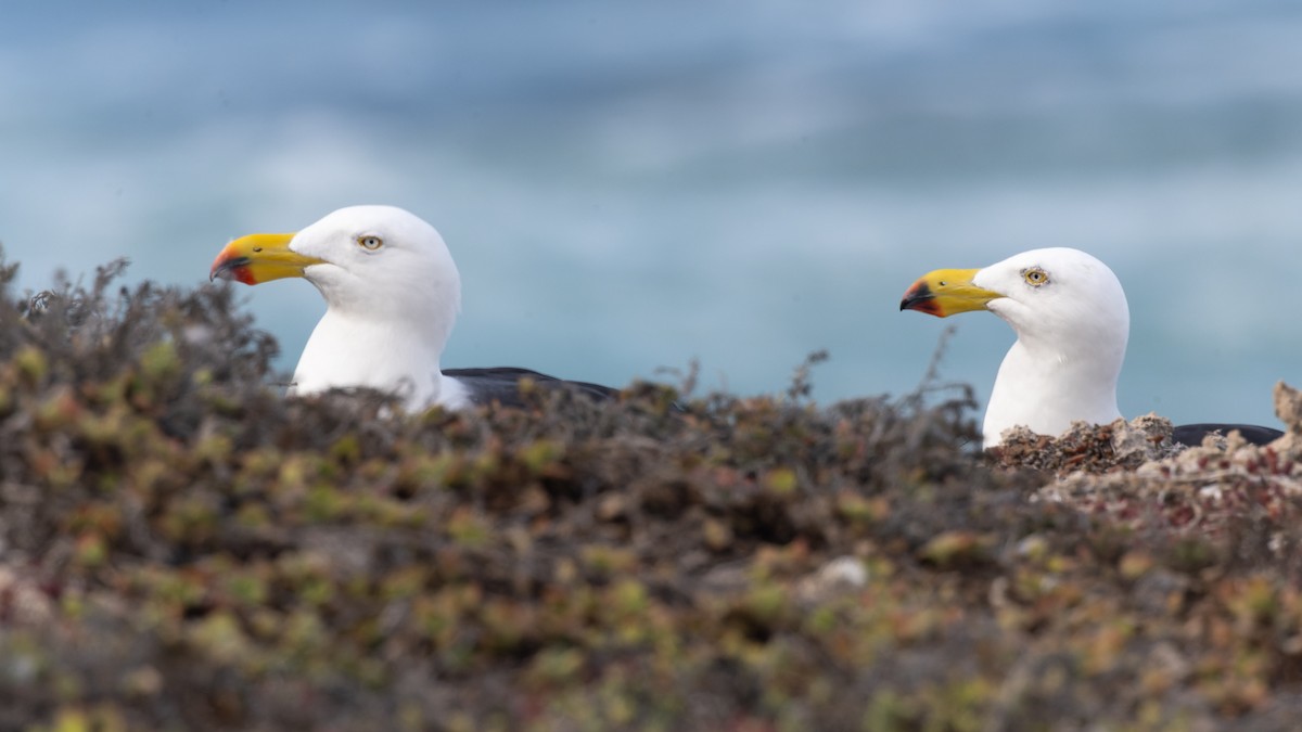 Pacific Gull - ML621496605