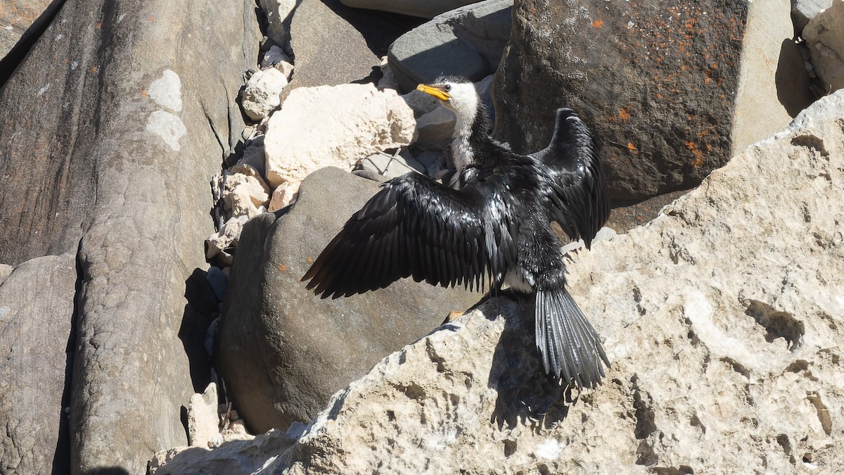 Little Pied Cormorant - ML621496610