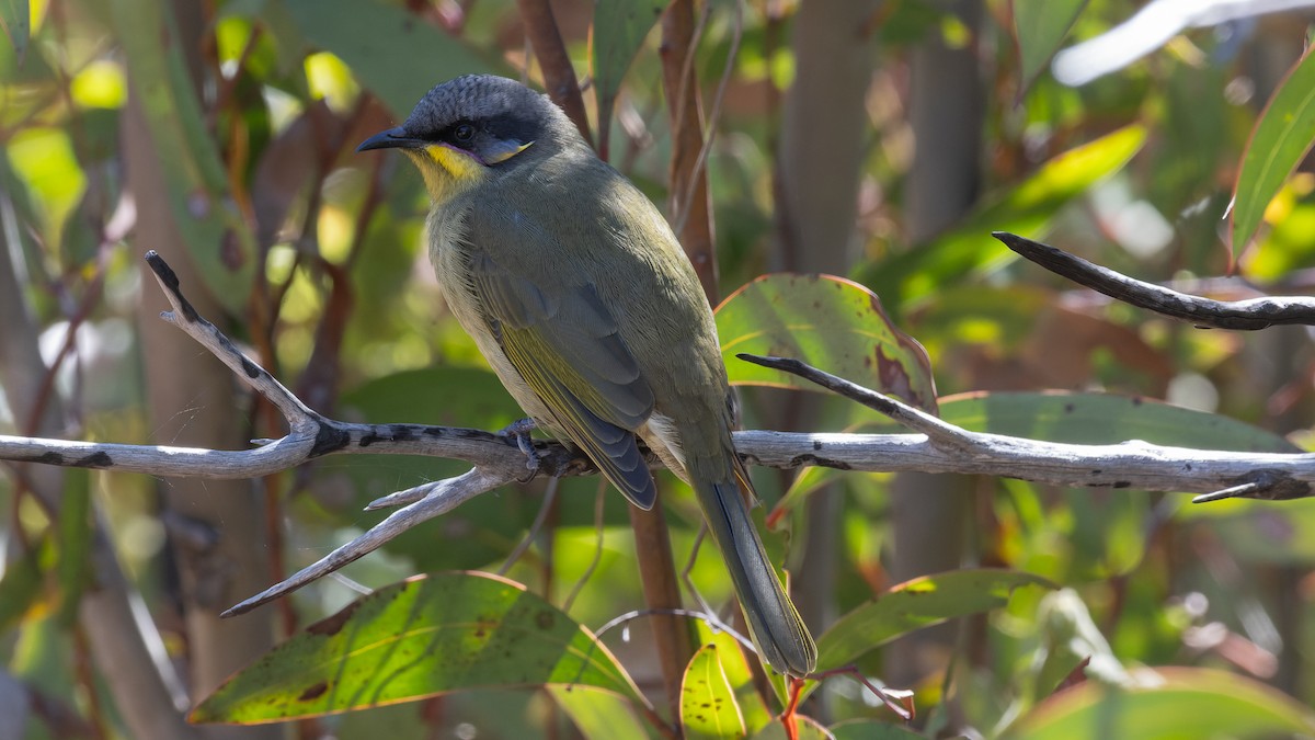 Purple-gaped Honeyeater - ML621496613