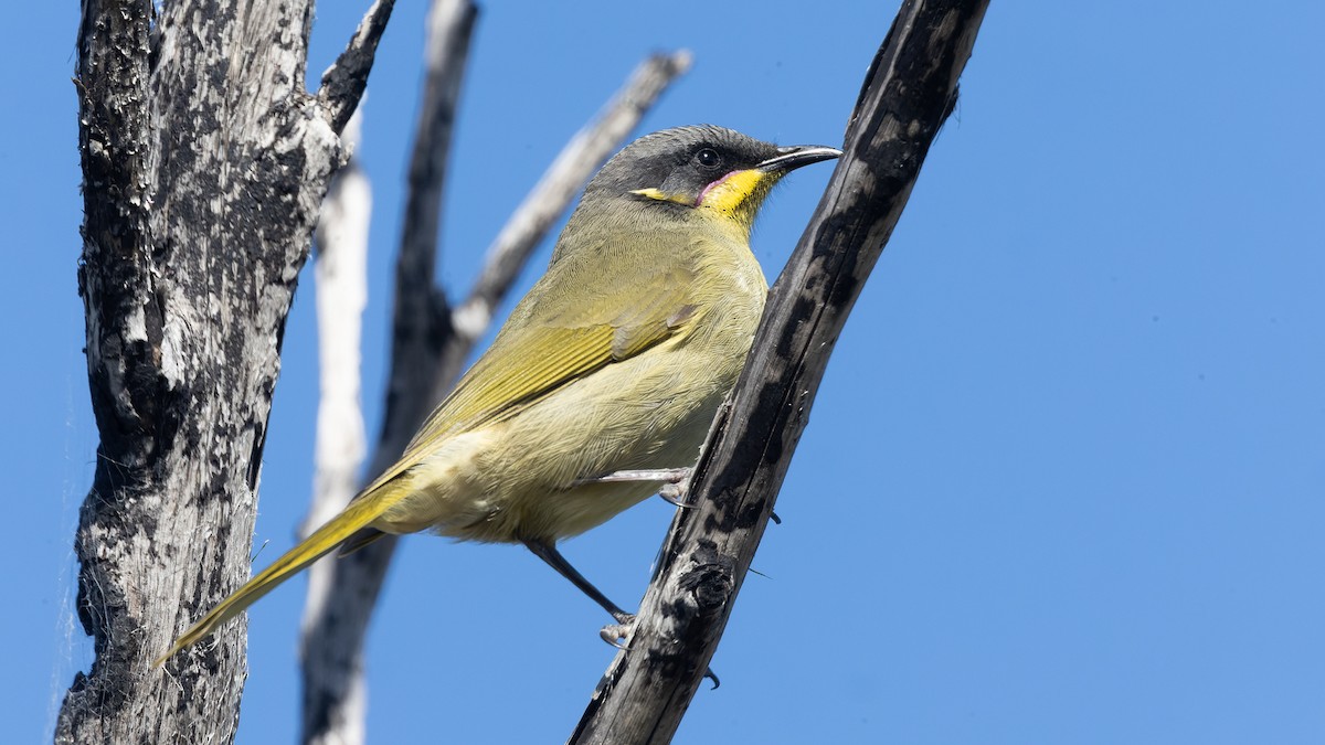 Purple-gaped Honeyeater - ML621496614