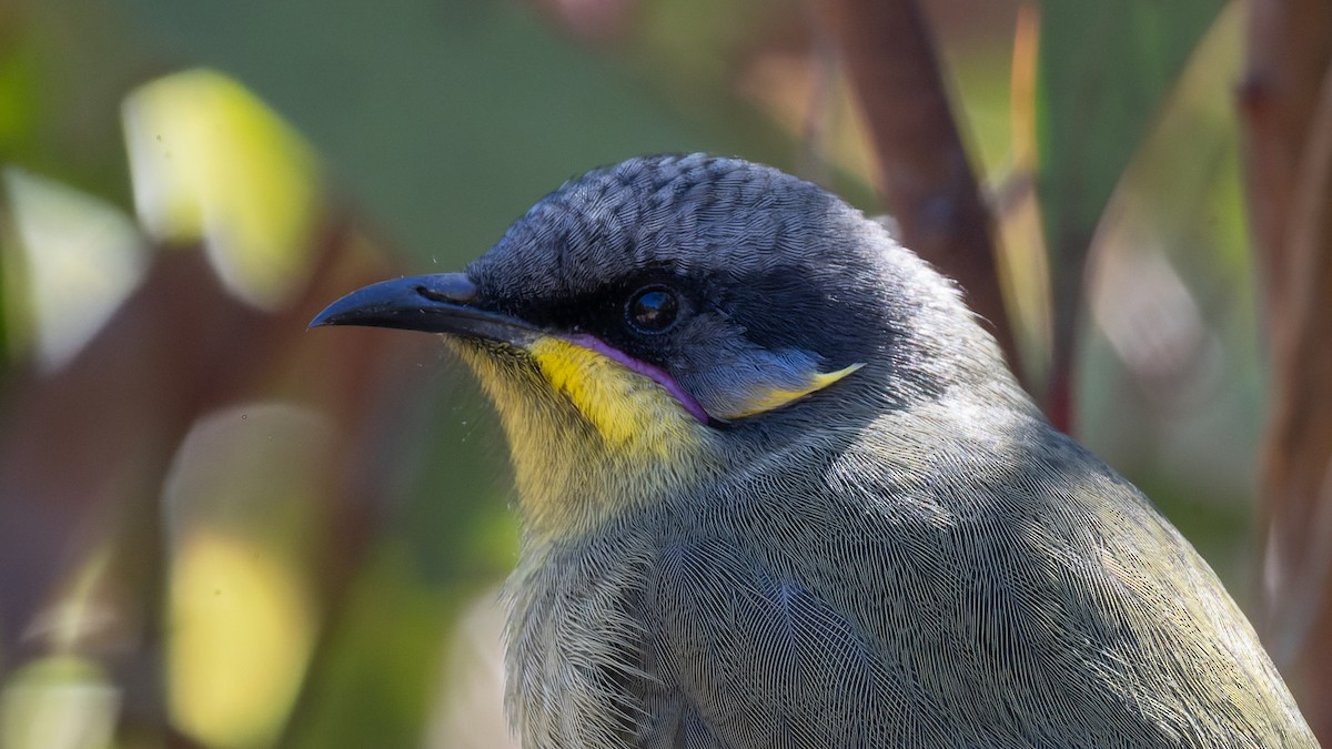 Purple-gaped Honeyeater - ML621496615