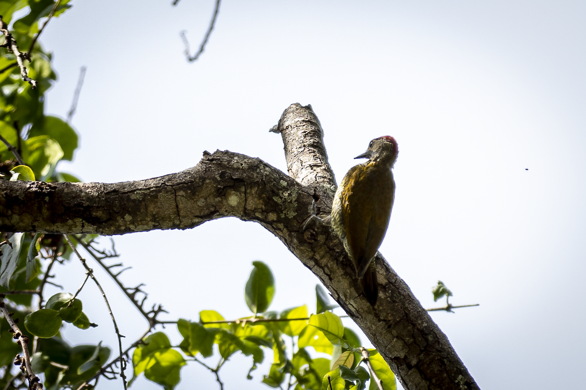 Golden-olive Woodpecker - ML621496649