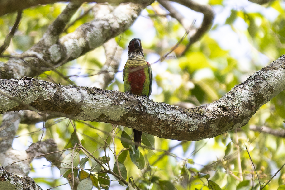 Painted Parakeet - ML621496657