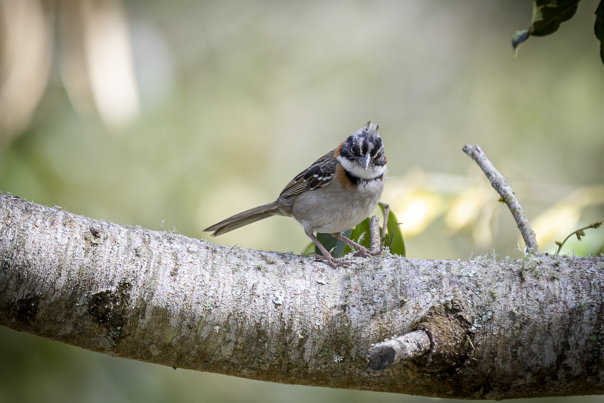 Rufous-collared Sparrow - César Agudelo