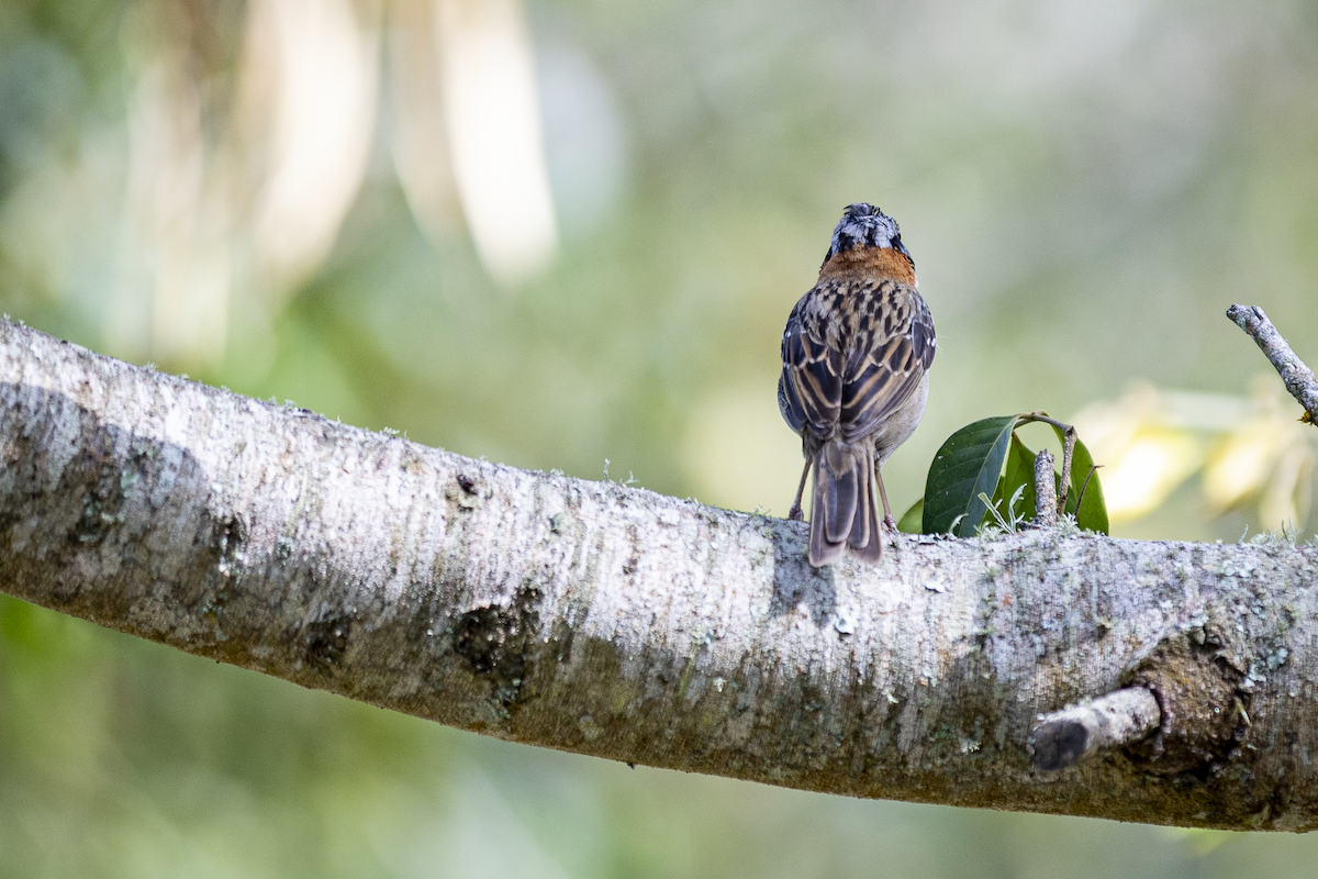 Rufous-collared Sparrow - ML621496667