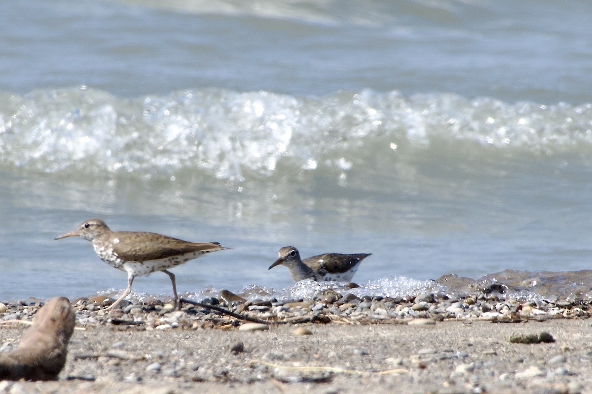 Spotted Sandpiper - ML621496757