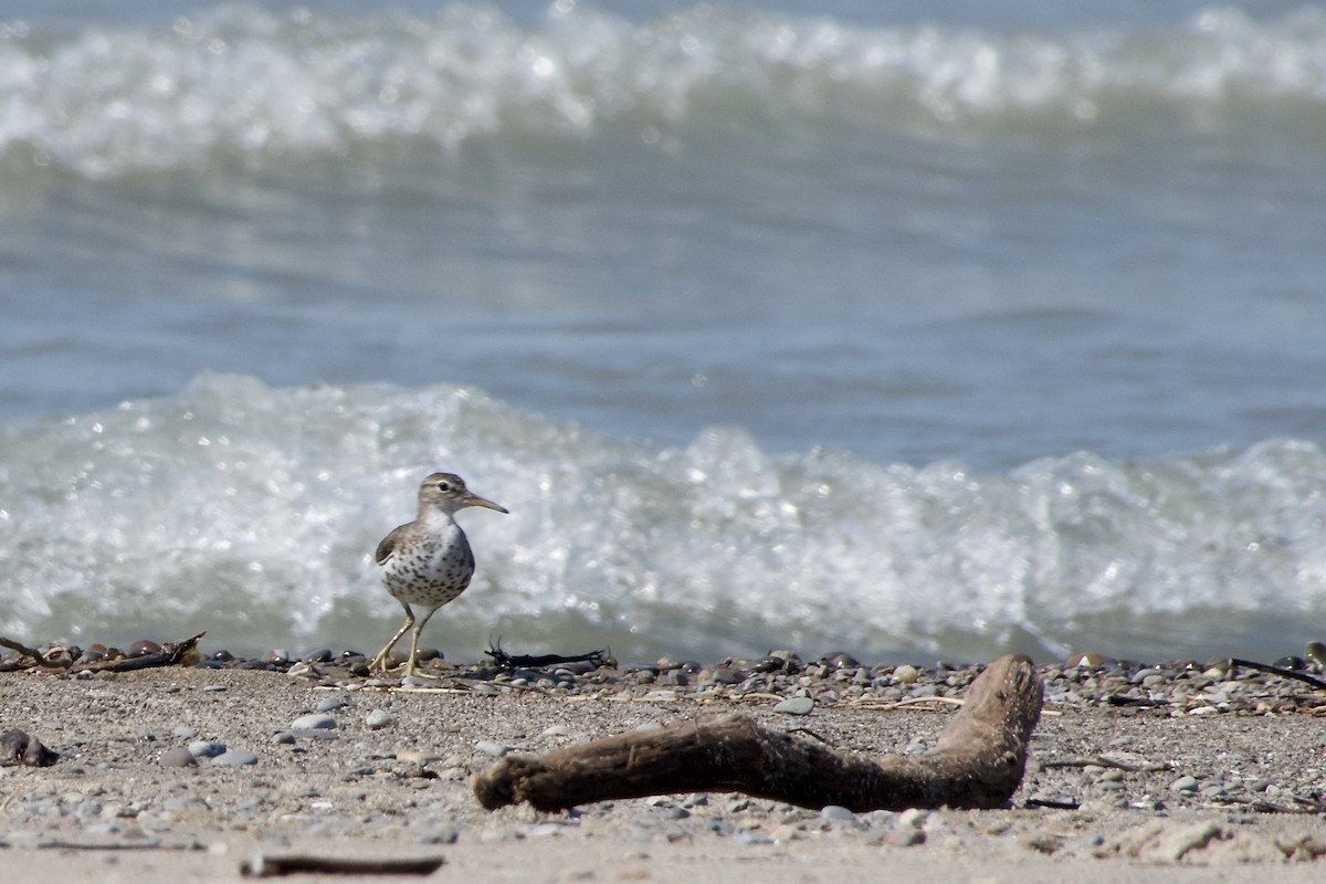 Spotted Sandpiper - ML621496758