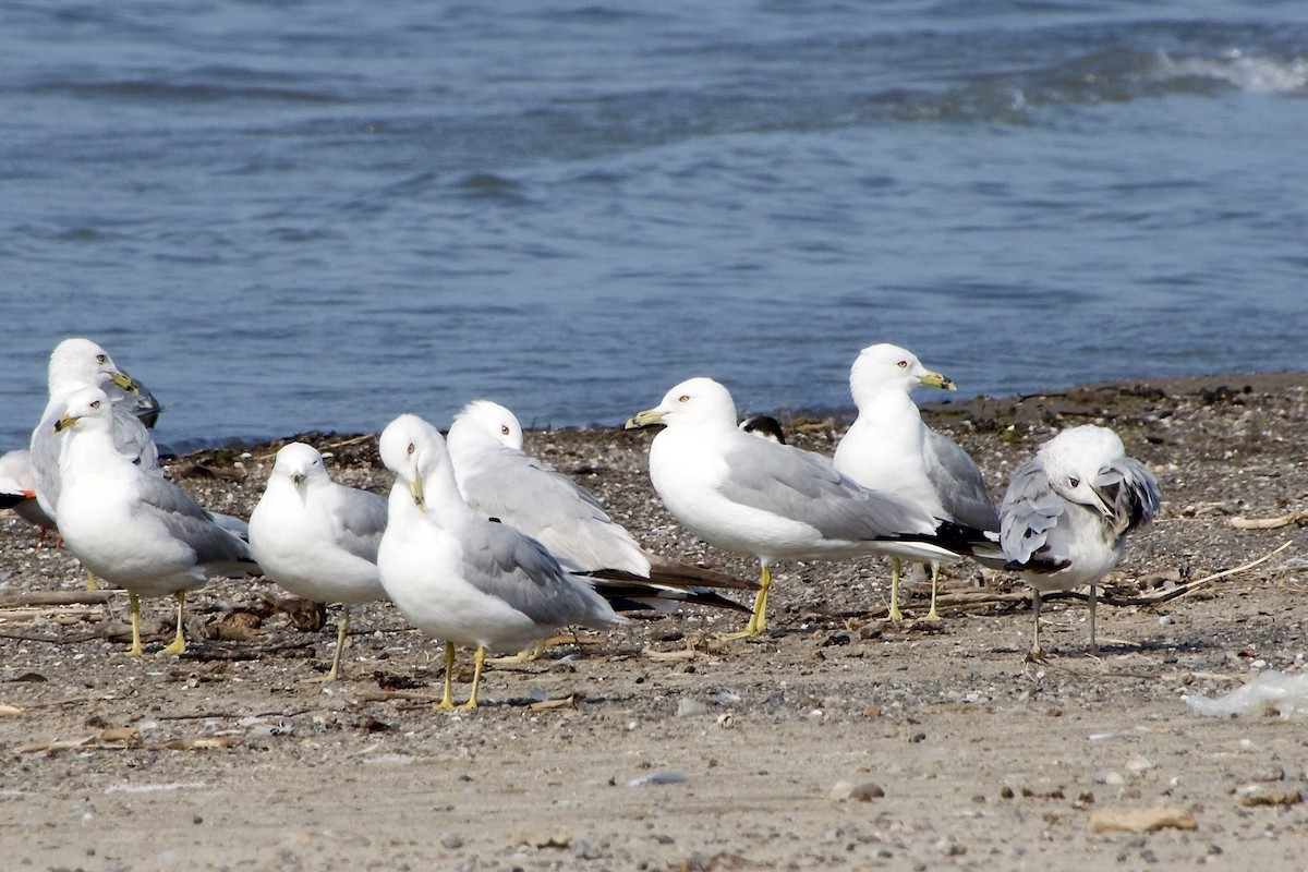 Ring-billed Gull - ML621496777