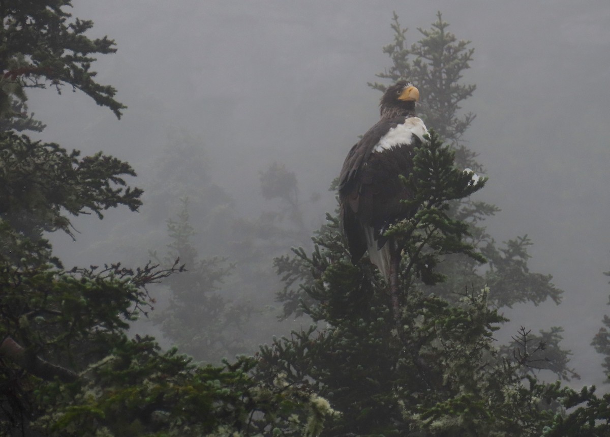 Steller's Sea-Eagle - ML621496779