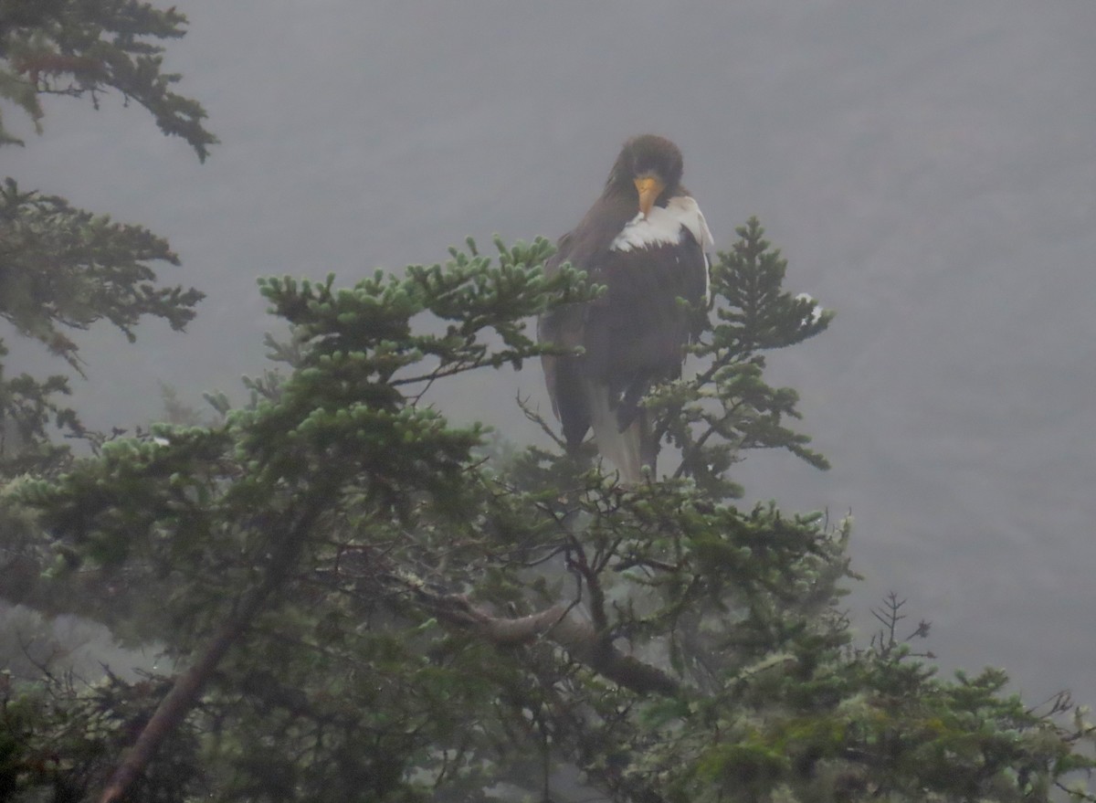 Steller's Sea-Eagle - ML621496780