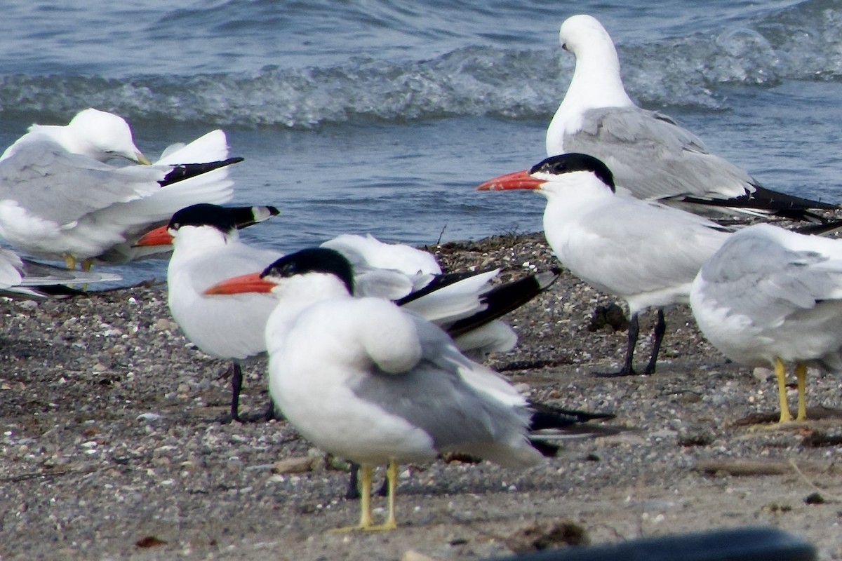 Caspian Tern - ML621496782