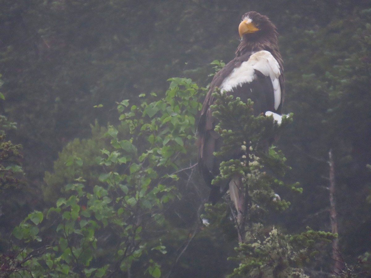 Steller's Sea-Eagle - ML621496789