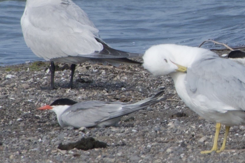 Common Tern - Jerry Horak