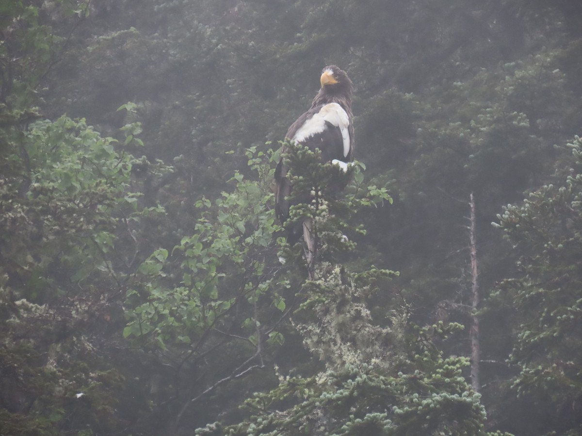Steller's Sea-Eagle - ML621496805