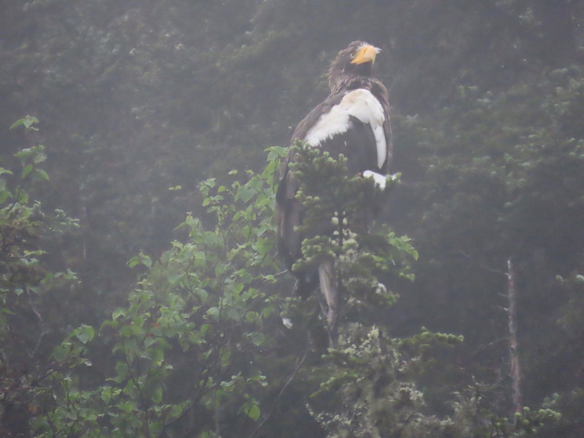 Steller's Sea-Eagle - ML621496807