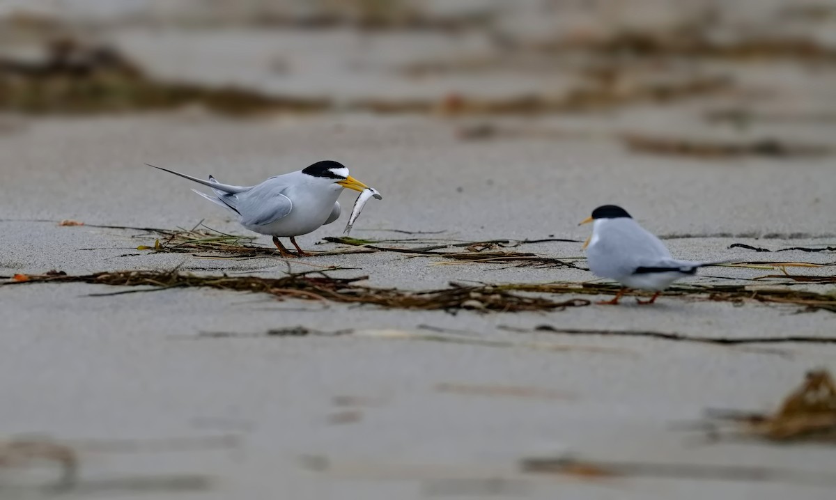 Least Tern - ML621496963